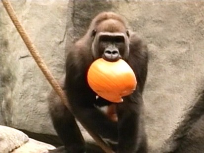 VIDEO: Animals at the Ridgefield Zoo eat pumpkins.