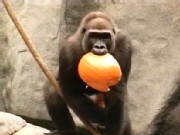 Boo Beasts! When Animals Attack Pumpkins
