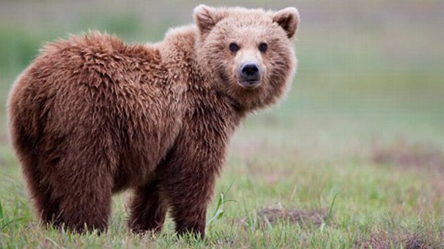VIDEO: Bear Attack Victim: Hiker Calls 911