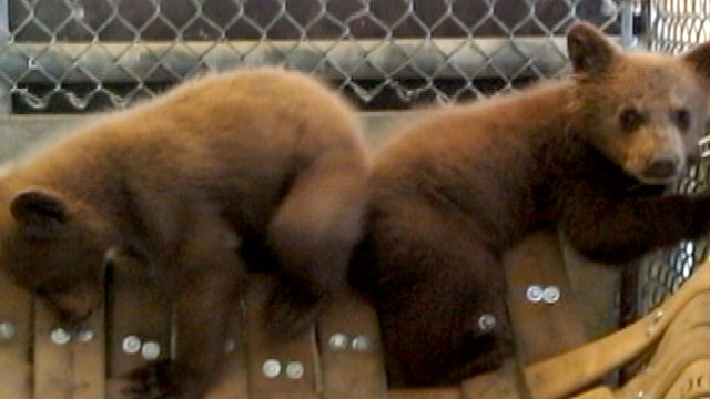 PHOTO: Two bears cubs -- rescued after California Fish and Game investigators say a Nevada County man may have been trying to sell them outside a gas station.