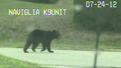 PHOTO: Gardening granny comes face to face with a bear