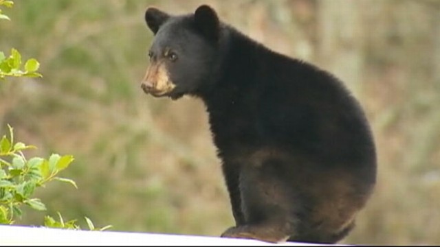 VIDEO: Wild Life Officials continue attempts to move a young bear to safety.