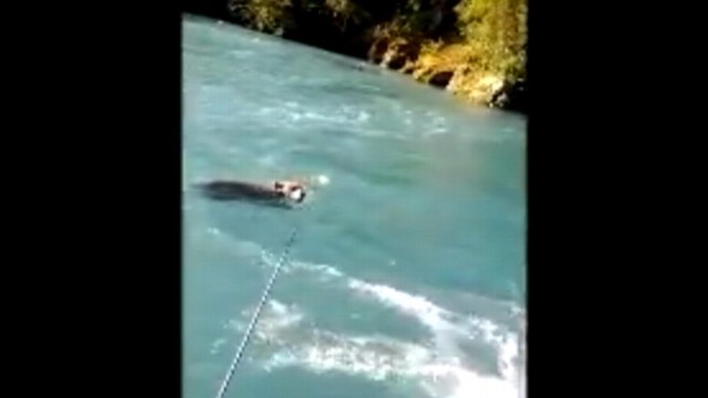 VIDEO: Mike Polocz and his son used a net to push struggling cub out of Kenai Rivers current.