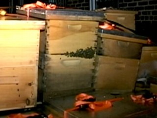 3M Bees Seized From NYC Home