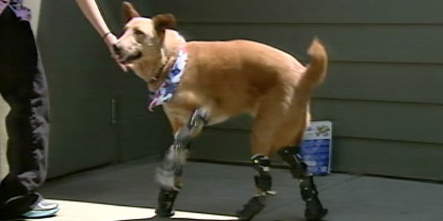 PHOTO: Naki'o has the spirit of most dogs, however he has four prosthetic paws.