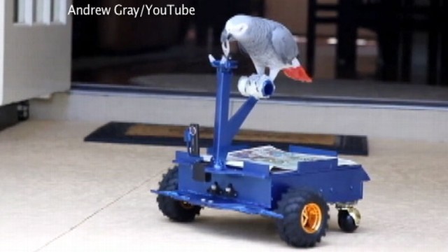 VIDEO: University of Florida student Andrew Gray created the "bird buggy" to quiet down pet bird.