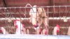 VIDEO: Chickens covered in feces, dead hens at Texas farm owned by egg giant Cal-Maine.