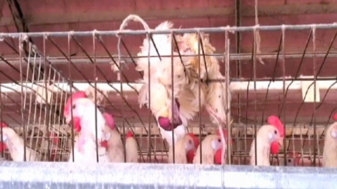VIDEO: Chickens covered in feces, dead hens at Texas farm owned by egg giant Cal-Maine.