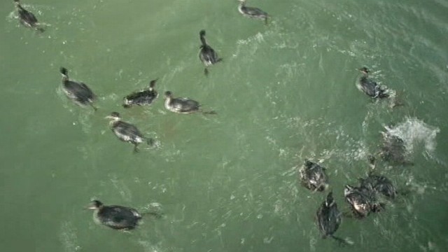 VIDEO: Thousands of migratory birds are rescued after crashing throughout Utah.