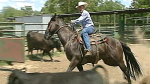 PHOTO Cattle rustling is on the rise. In Texas alone, more than 6,000 heads of cattle were stolen last year.