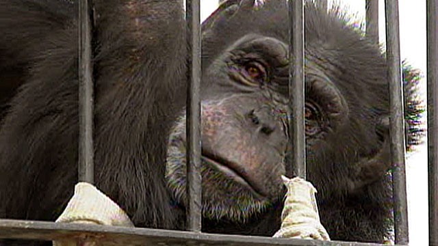 PHOTO: Two powerful, adult chimpanzees escaped a Las Vegas backyard and rampaged through a neighborhood.