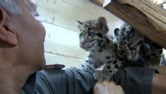 PHOTO: The Smithsonian Conservation Biology Institute in Virginia is home to some of the most endangered animals in the world including clouded leopards.