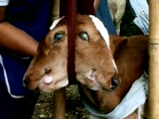 Sad Or Cute: Calf With Two Heads