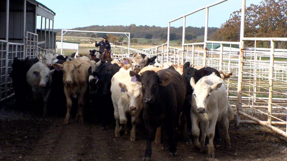 PHOTO: Cattle ranchers and law enforcement out West are fighting to protect their herds from thieves.