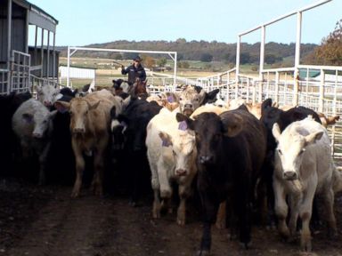In New Wild West, Outlaws Steal Cattle for Meth Money