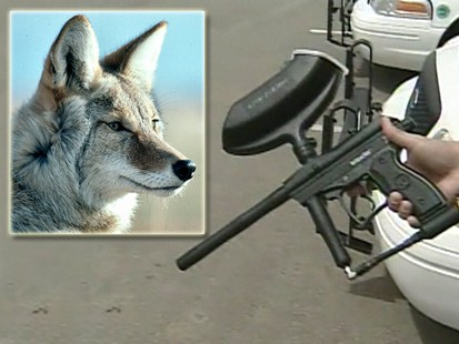 VIDEO: A city in Colorado wards off coyotes with paintball guns.