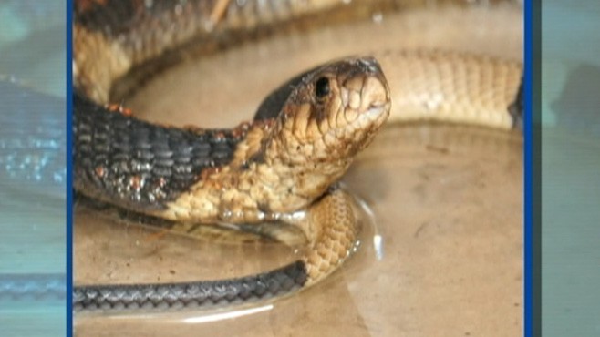 atlanta zoo snake escape