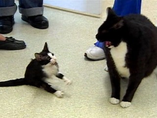 Itsy Bitsy Kitty Snags World Record