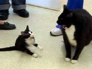 Itsy Bitsy Kitten Takes World Record
