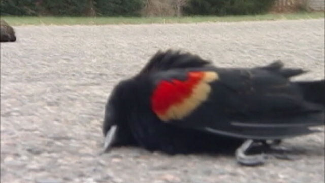 PHOTO: Dead Blackbirds Fall Again in Ark. Town