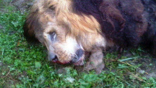 PHOTO: A dead lion lays by the fence on Terry Thompson's farm near Zanesville, Ohio, Oct. 18, 2011.