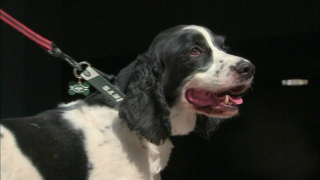 PHOTO: A dog ended up on a flight to Ireland instead of his native Phoenix, Ariz. after he was mistakenly put on the wrong flight from Newark, N.J.