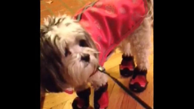 Roxie attempts to rid herself of booties meant to protect her paws from salt and ice.