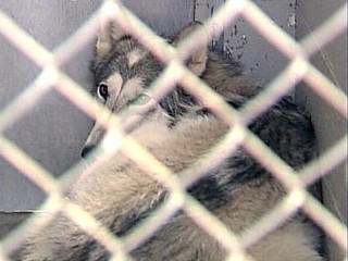 Photo: Dog Drags Newborn From Family Home in Ky.: 
Sheriff: Baby injured when family dog drags him from crib in central Ky. home