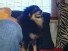 Dog Snatched By Owl‚ Dog Survives