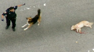 Hero Dog Protects His Dead Canine Friend.