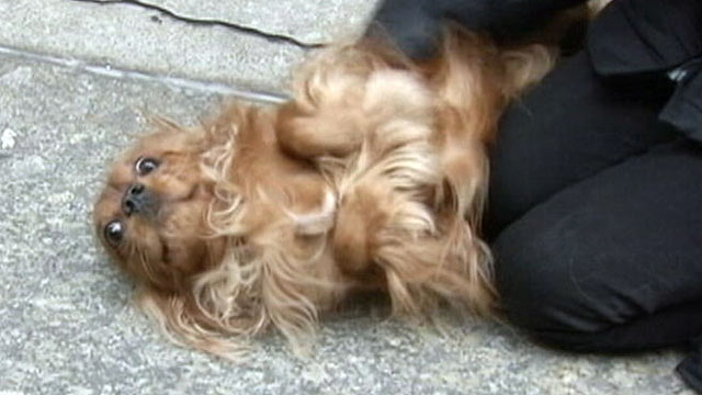 PHOTO: 7-year-old Mia Bendrays dog, Marley.