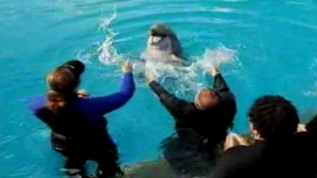 PHOTO: Veterans swim with dolphins as part of recovery.