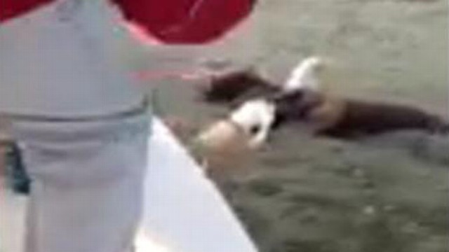 VIDEO: Alabama family was able to unhook the bird of prey after it went after their fish bait.