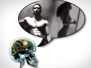 Brain