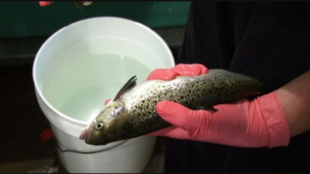 PHOTO: A 1-year-old Atlantic salmon.