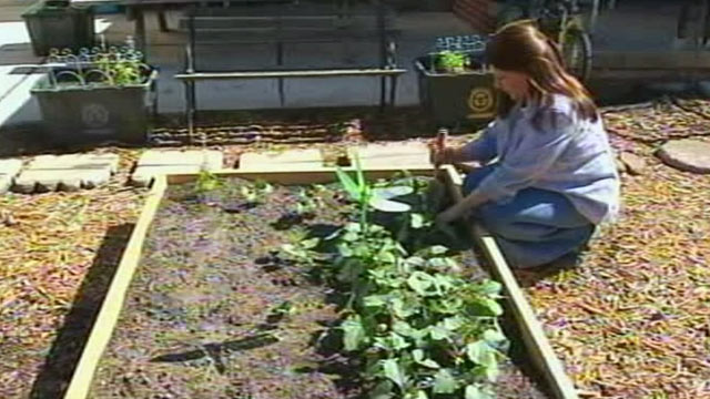 PHOTO: When Julie Bass front yard was torn up after replacing a sewer line she put in a vegetable garden.