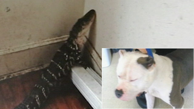 PHOTO: A 4-foot alligator and a pit bull were found abandoned in a New Bedford, Mass. apartment.