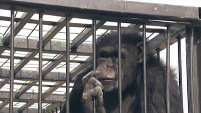 PHOTO: A pet chimpanzee broke free of her enclosure for the second time in a month, prompting officials to secure her in a cage for large cats instead of her Las Vegas home.