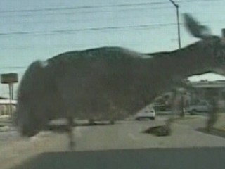 Deer's Amazing Leap From The Law