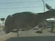 Deer's Amazing Leap From the Law
