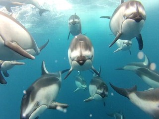 Pod of Dolphins Get Up Close With Camera