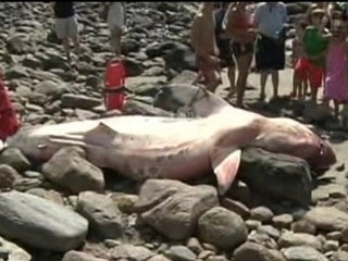 Great White Shark Washes Ashore