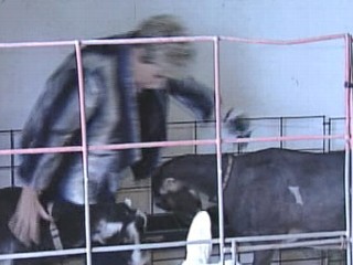 Goat Head-Butts Florida TV News Reporter