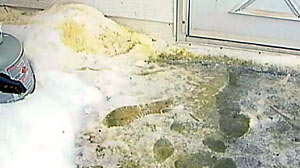 PHOTO A mysterious greenish-yellow goo apparently fell from the sky onto the town of Synder, New York