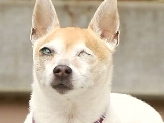 Watch: Hero Dog Seeks Surgery to Repair Face Injuries