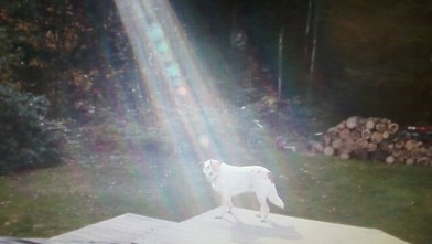 PHOTO: An unlikely beam of light illuminates a Hero, a military dog on an overcast day.