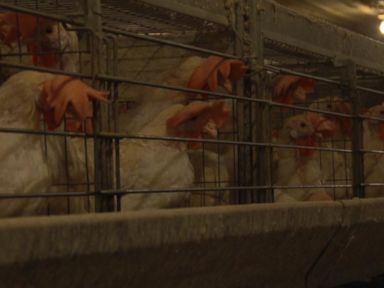 Hillandale Farms Responds to Decomposing Chickens Video