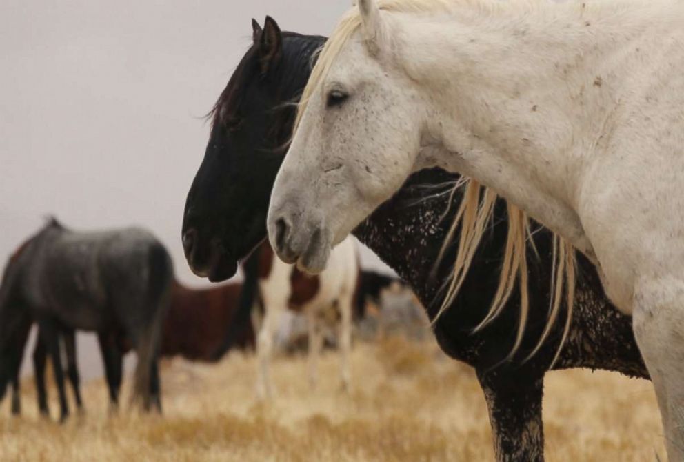 Wild horses are seen here in the American West.