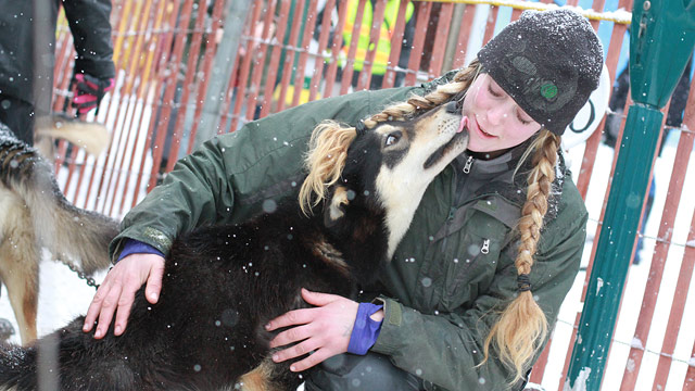 PHOTO: Iditarod 2012