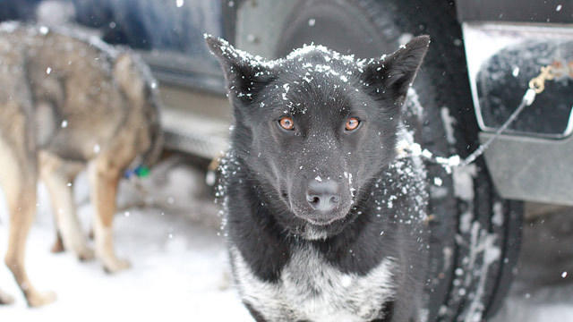 PHOTO: Iditarod 2012